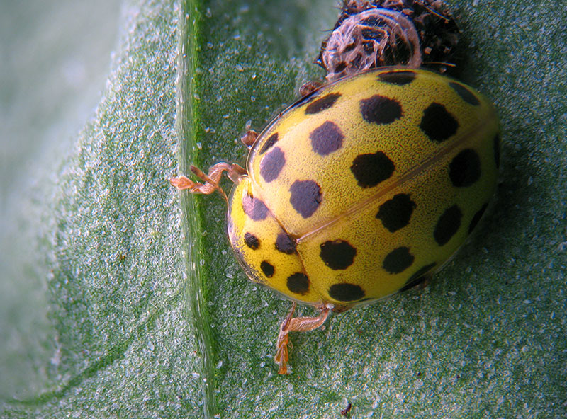 Coccinellidae:   Psyllobora vigintiduopunctata